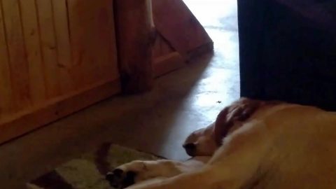 Funny Dog Blows Raspberries In His Sleep