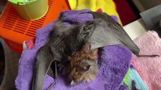 Top Tip On How To Brush A Cute Baby Bat - Meet Cotton Top After Her Lovely Warm Bath