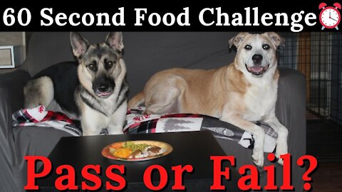 60 Second Food Challenge On My Dogs