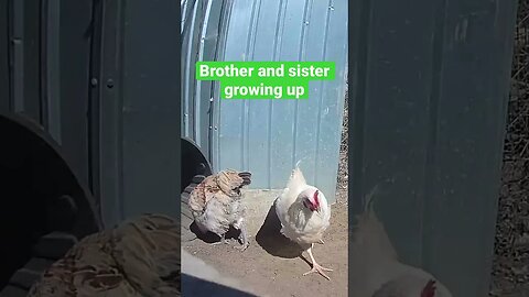 Farm surveillance. Free range chicks growing up