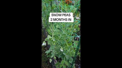 growing snowpeas