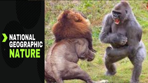 Lions Hunt Baby Gorilla, Herd Gorilla Panic Run Away But Buffalo Come To Rescue Baby Gorilla Escape