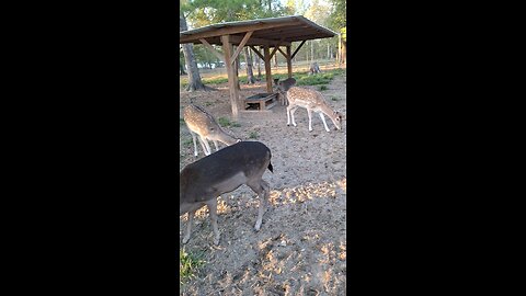 Giving treats to some of our fallow deer.