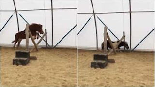 Un pony dimostra che essere bassi aiuta a superare gli ostacoli!