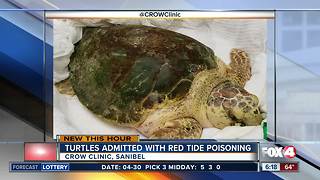 Red tide poisoning sends two endangered turtles to CROW