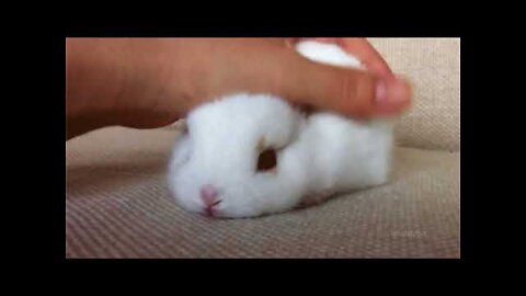 Cutest Bunnies Of The Week - In 30 seconds, this cute animal compilation will make you laugh!