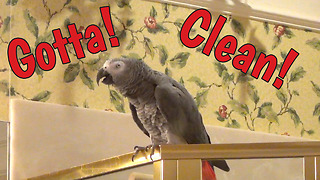 Supervising parrot oversees cleaning chores