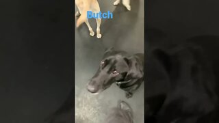 [Shorts 0148] BUTCH [#dogs #doggos #doggos #puppies #dogdaycare]