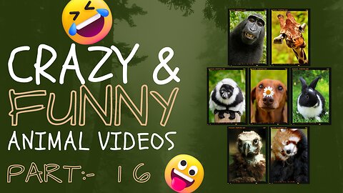 Hilarious Moments Caught on Camera | Try Not To Laugh Animals #16 | Funny Animal Videos