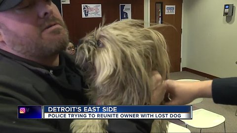 Detroit Police trying to reunite owner with lost dog