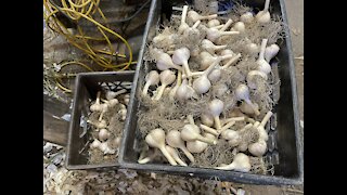 This years garlic harvest