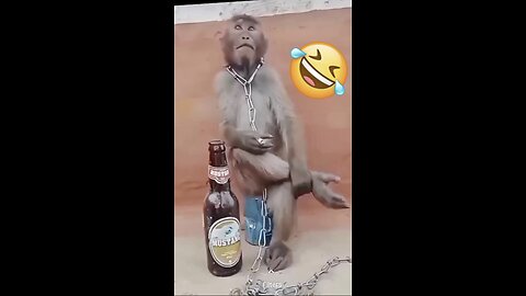 Monkey with man funny video
