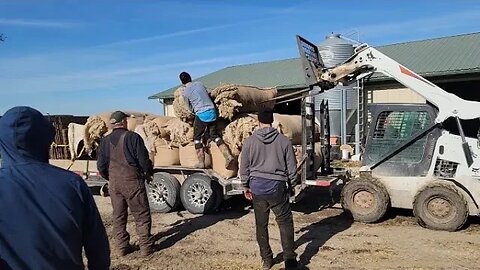 Show Sheep Shearing Trip In Iowa