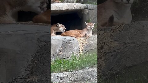 Brother and Sister Cougars Cleaning Each Other #shorts #zoo #cougar #enterthecronic