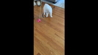 Cute Fluffy Samoyed Puppy Playing