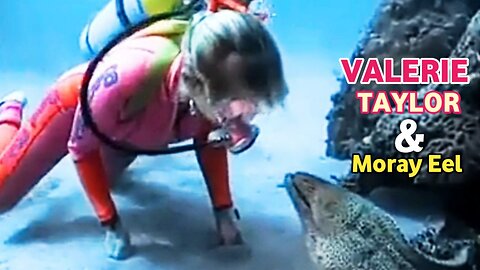 Valerie Taylor And Moray Eel |