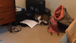 Kitten vs The Printer