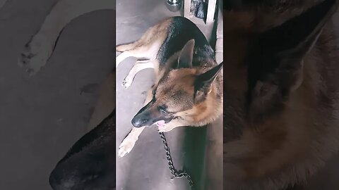 dog 🐶#germanshepherd #dogs #doglover #viralvideo