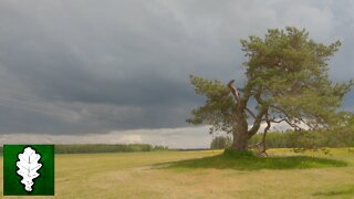 Vaidavas swedish pine, Latvia