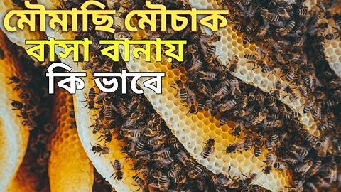 মৌমাছি মৌচাক বাসা বানায় কি ভাবে🐝 মধু সংগ্রহ পদ্ধতি।।