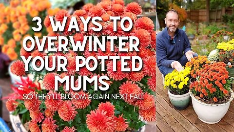 3 Ways to Overwinter Your Potted Mums #shorts 😀