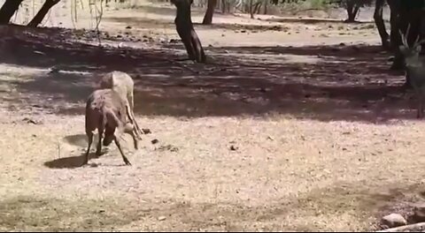 Deer eaten alive by Komodo Dragon