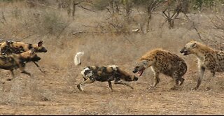 African wild dogs launch an attack on intruding hyenas