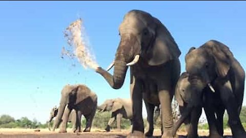 Slow-motion: elefanti giocano con l'acqua