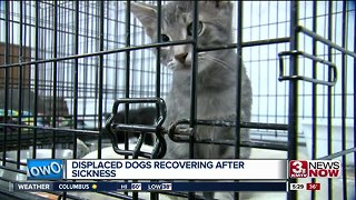 Displaced animals arrive in Nebraska, recover from sickness