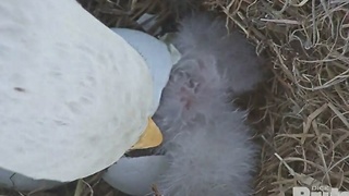 An eaglet has hatched, watch it break out of the shell