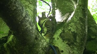 Cat Climbed into a Tree