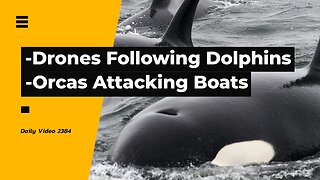 Drone Spying On Dolphins, Orca Attacking Boats Mystery