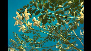 How to Grow a Moringa Tree