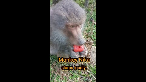 Nika monkey is slurping!
