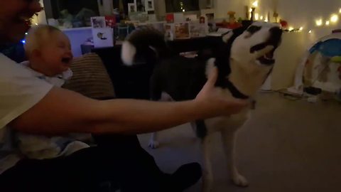 Baby Laughs Out Loud Every Time The Husky Plays Fetch