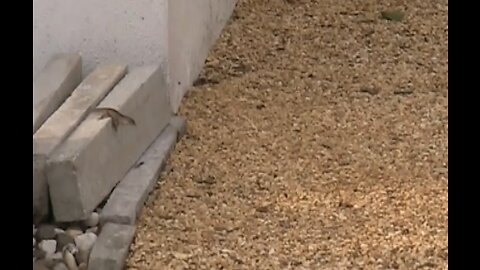Lizard vs Spider Epic Battle (unexpected)