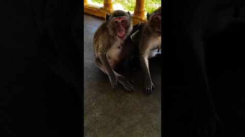 When monkeys attack - Thailand