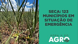 Estiagem: perdas no milho do Rio Grande do Sul chega a até 80% | HORA H DO AGRO
