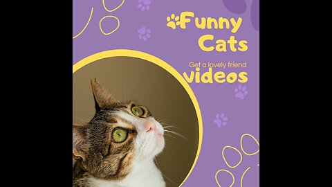 Funny beautiful cats videos//Beautiful pets animals video