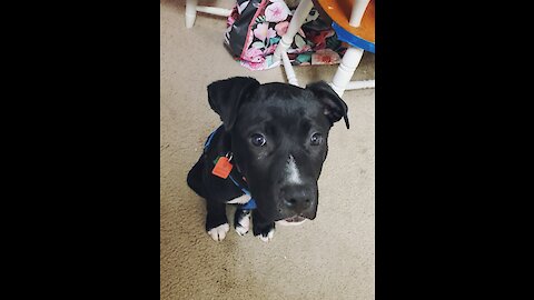 Very "graceful" puppy falls off the couch while sleeping