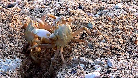 Crab throws out a squatter from his property