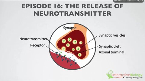 016 The Release of Neurotransmitter