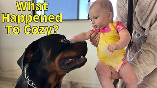 Why Rottweilers Are So Good With Newborn Babies