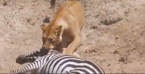 Lion attack zebra of hungry lion....