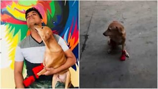 Cane riesce a camminare di nuovo grazie alle protesi
