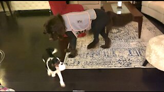 Puppy fears toy dog but not giant Newfie buddy