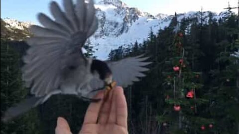 Incroyable ralenti d'un oiseau mangeant dans une main