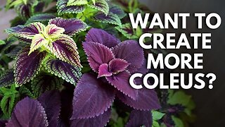 Plant Propagators: Take Coleus Cuttings to Create New Plants ✂💜