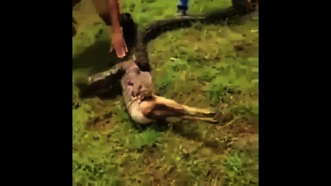 OMG 😲 Giant Python eaten goat 🐐 | #Shorts #Animals #Snake