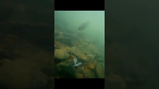 underwater footage in the Tennessee River